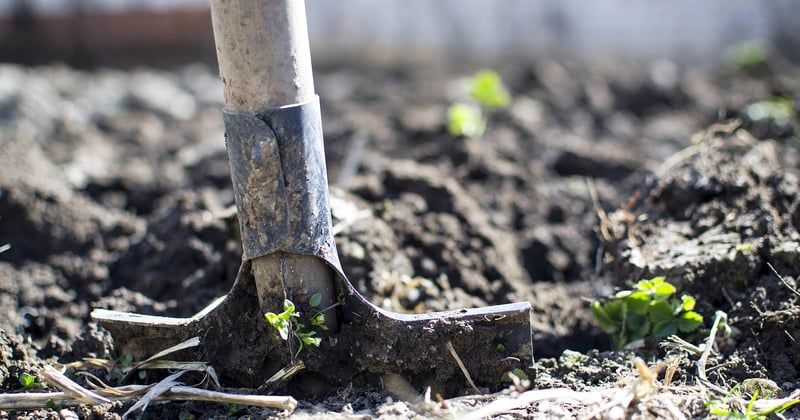 Les fermes verticales peinent à rentabiliser : pourquoi ça coince